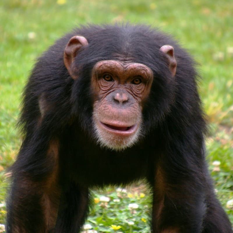 Lisbon Zoo: Discover Wildlife & Conservation