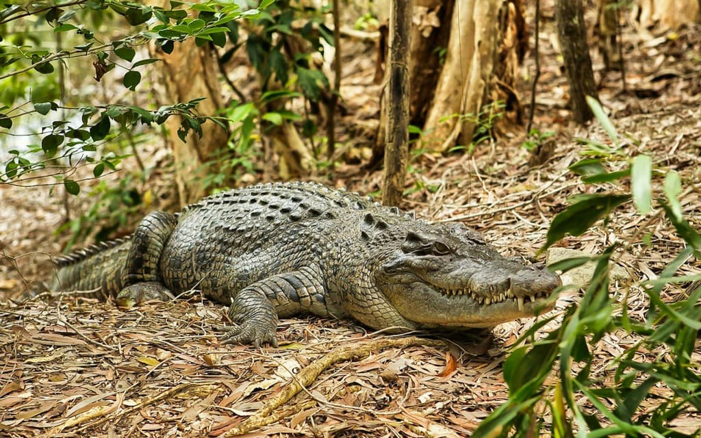 Half-Day Tour of Hartley’s Crocodile Adventures (Pick-up From Cairns & Northern Beaches)