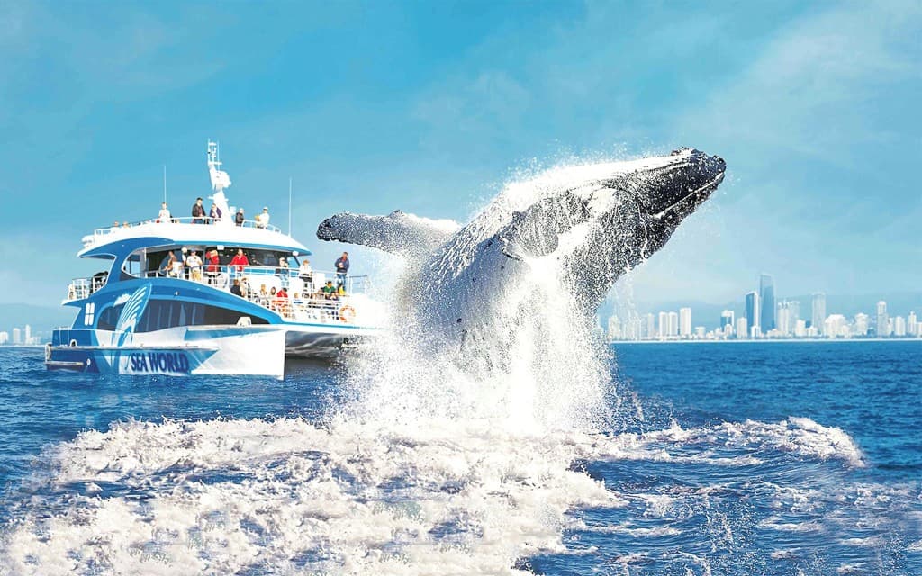 Premium Whale Watching Cruise by SeaWorld (Whale Watching Cruise)