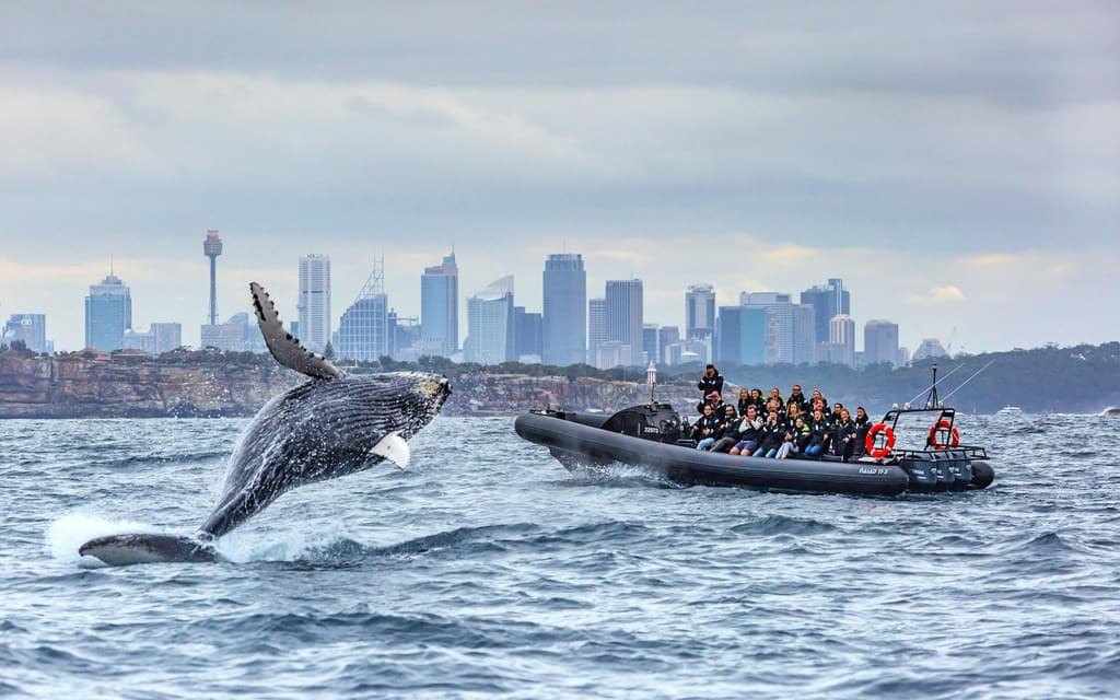 Sydney Whale Watching on Open Speedboat at Ocean Level (Departure from Circular Quay)