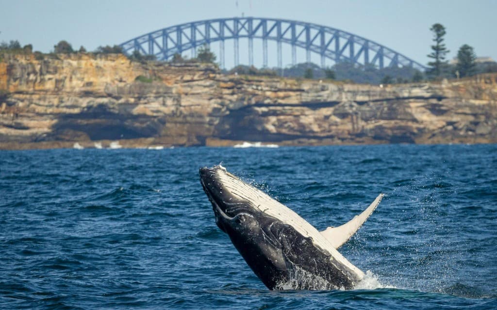 Sydney Whale Watching on Open Speedboat at Ocean Level (Departure from Manly Wharf)
