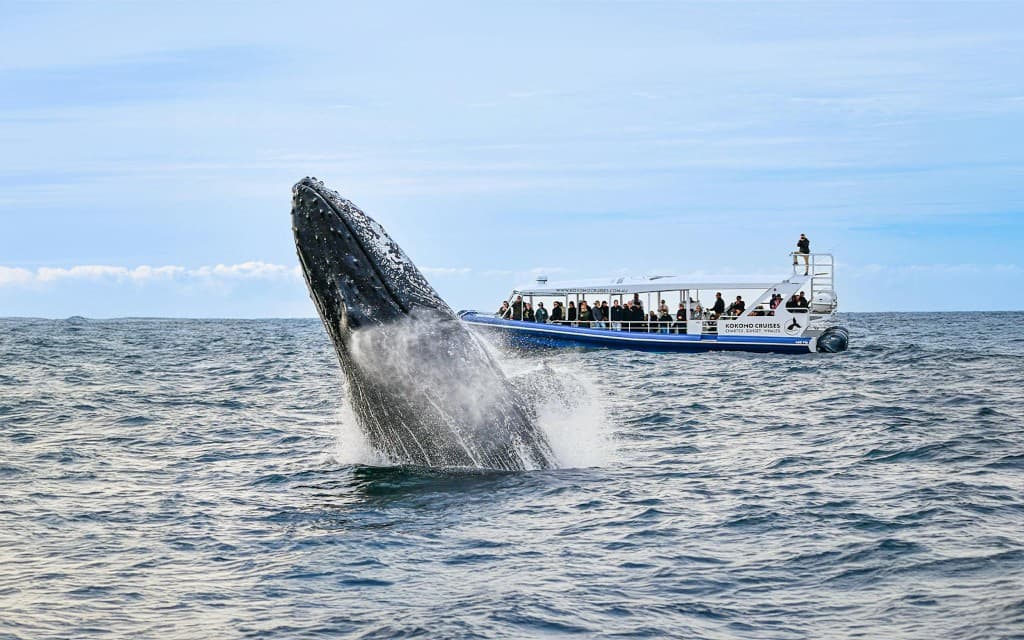 Whale Watching Cruise with Front Row View (Whale Sighting Guarentee)