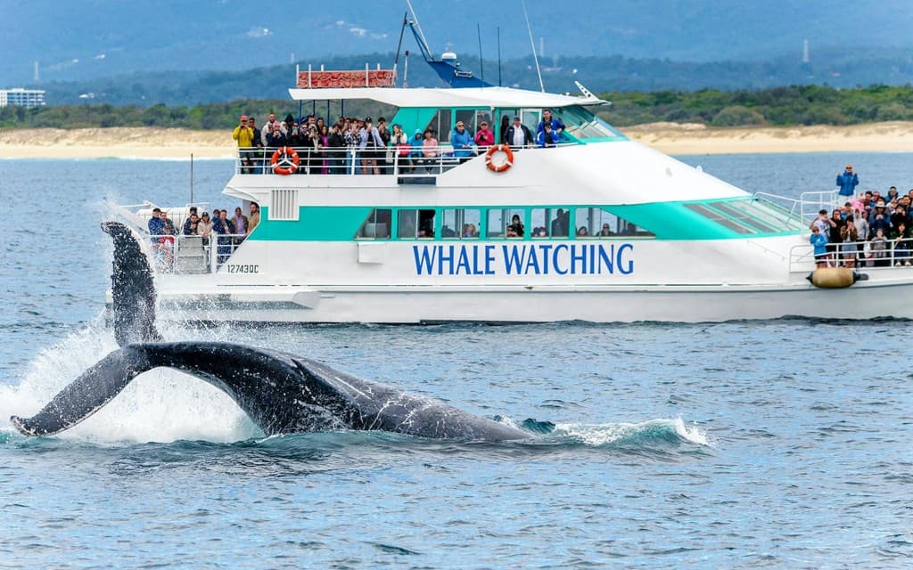 Whale Watching Cruise with Beverages & Snacks (Whale Watching Adventure with Spirit of Gold Coast)