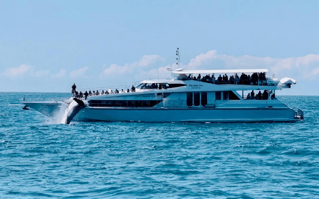 Luxury Yacht Whale Watching Tour With Marine Biologist (Whale Watching Tour on Luxury Yacht)