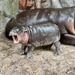 Khao Kheow Open Zoo: Entry Ticket