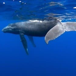 Kona: Whale Watching Tour
