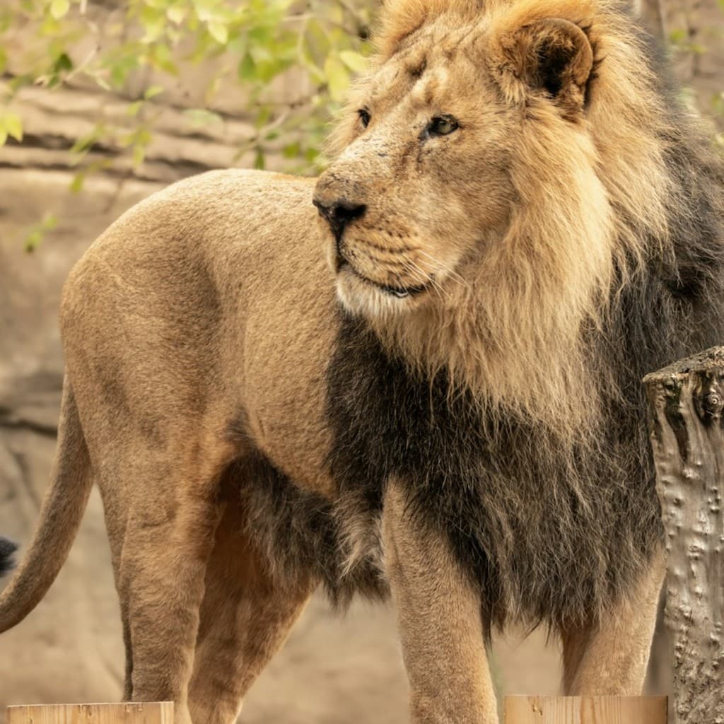London Zoo: Entry Ticket