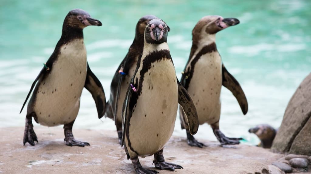 London Zoo (London Zoo - Admission)