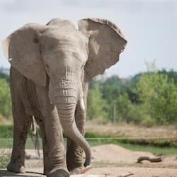 Safari de Peaugres: Entry Ticket