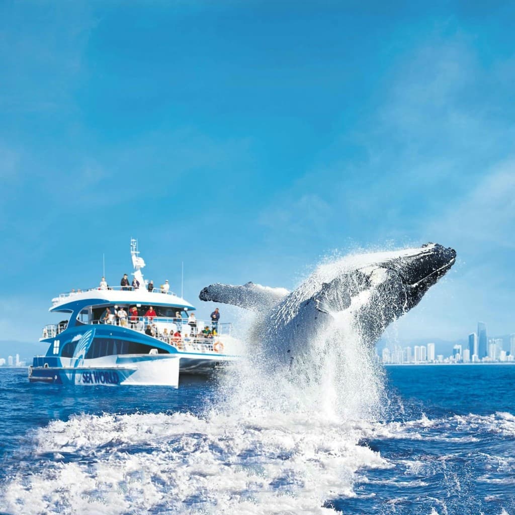 Whale Watching Cruise Gold Coast