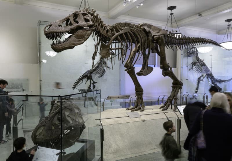 American Museum of Natural History Ticket
