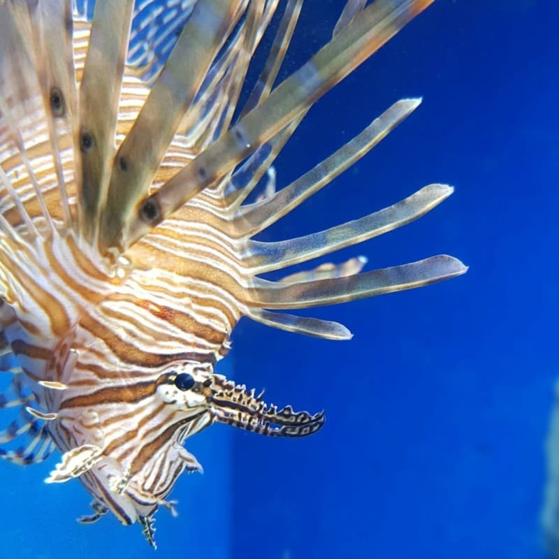 Aquarium of Naples: Visitor Information & Tickets
