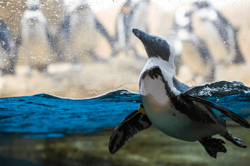 California Academy of Sciences Ticket