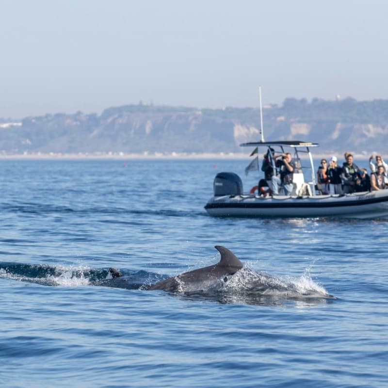 Dolphin Watching Tours from Lisbon