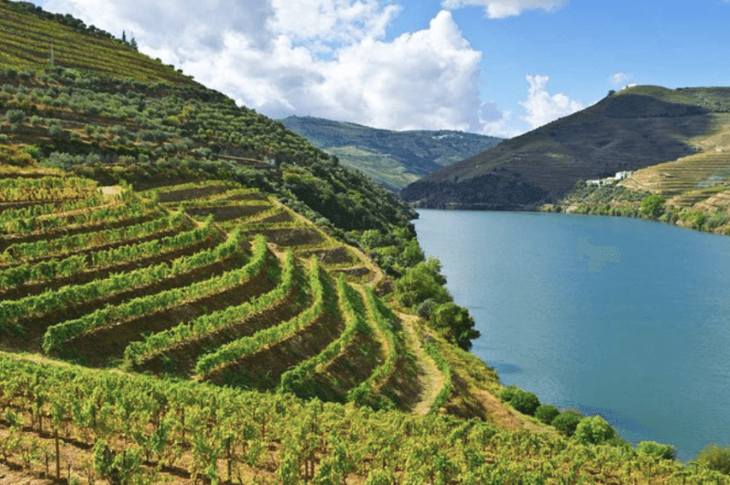 Douro Valley Tours from Porto: Wine, Cruises & Scenery