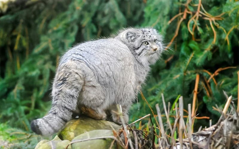 Edinburgh Zoo: Tickets, Animals & Visitor Guide