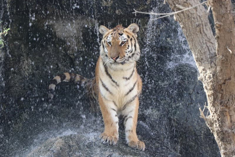 Emirates Park Zoo Ticket