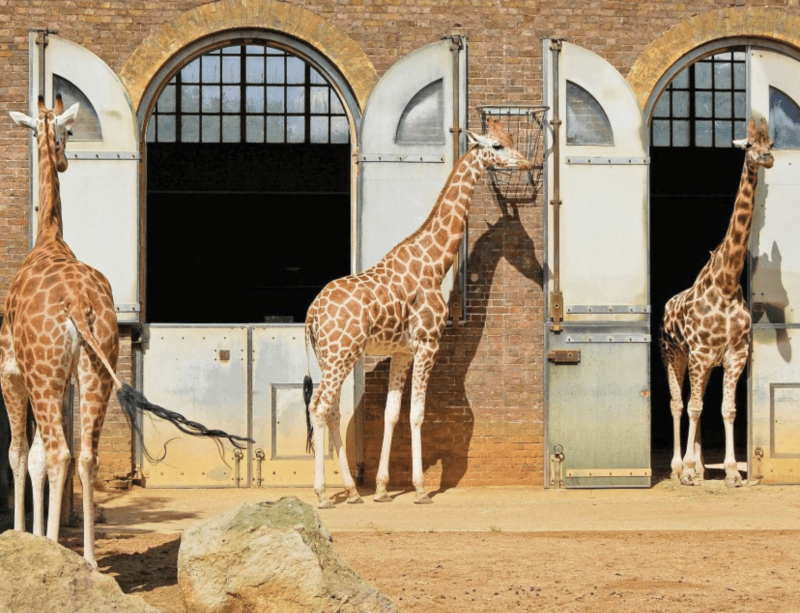 London Zoo