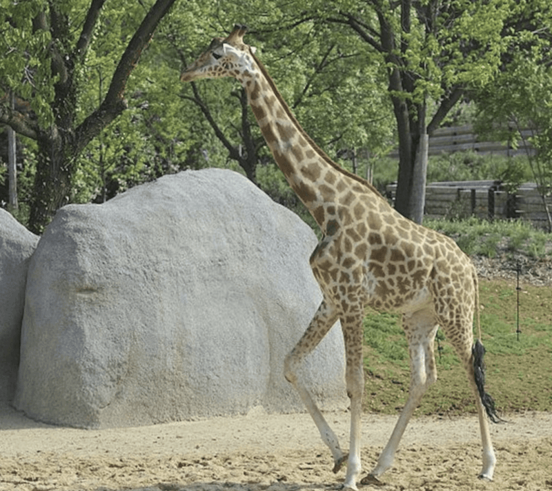 Paris Zoos & Wildlife Parks