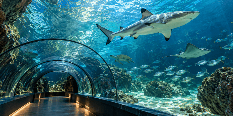 SEA LIFE Porto Tickets & Visitor Information