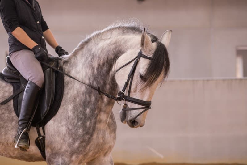 Spanish Riding School
