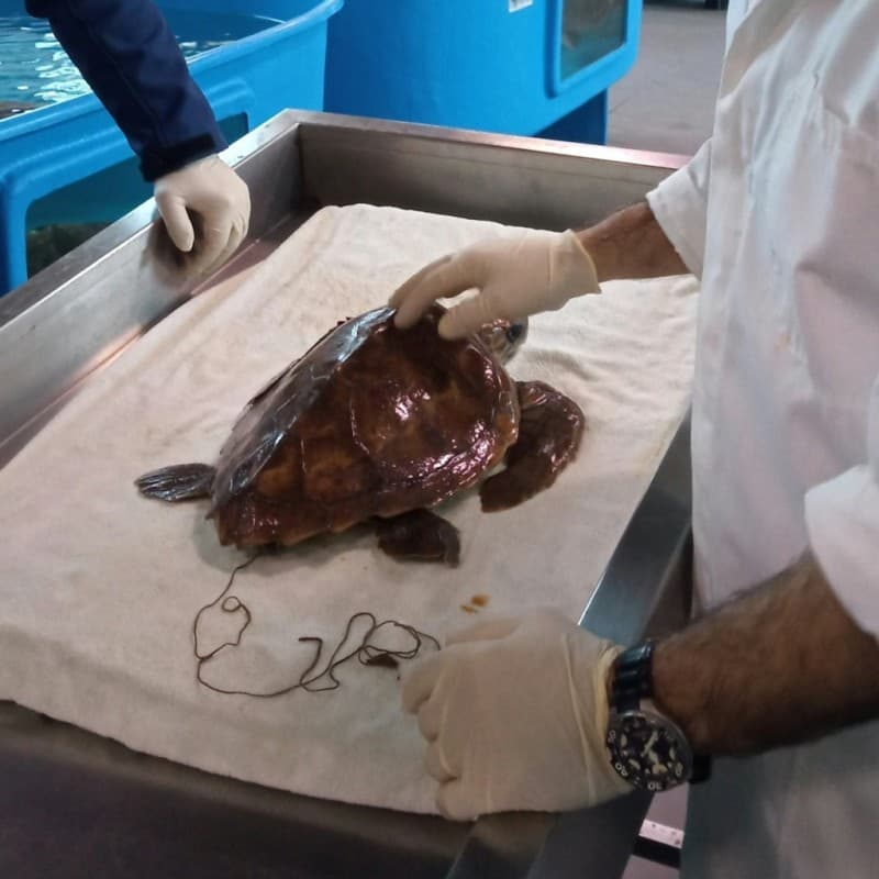 Turtle Point: Sea Turtle Rescue & Rehabilitation Center
