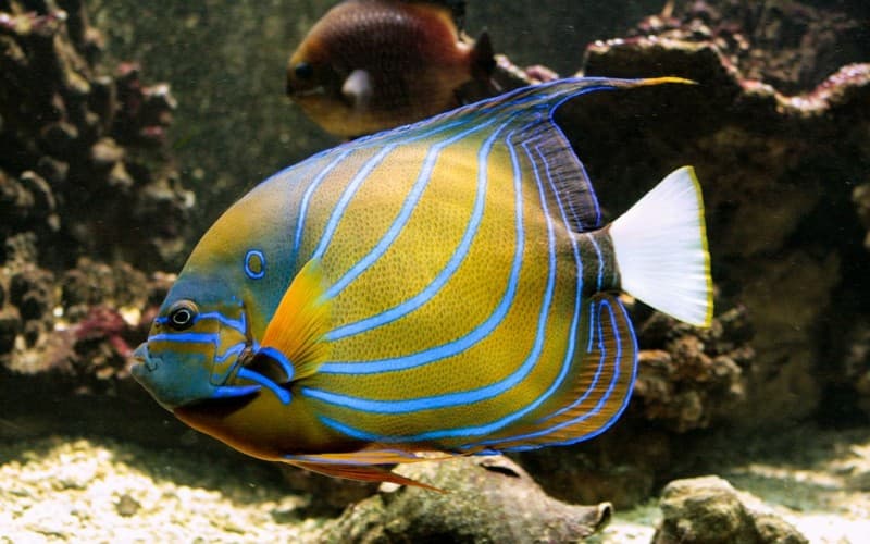 Vasco da Gama Aquarium: Explore Portugal's Marine Life