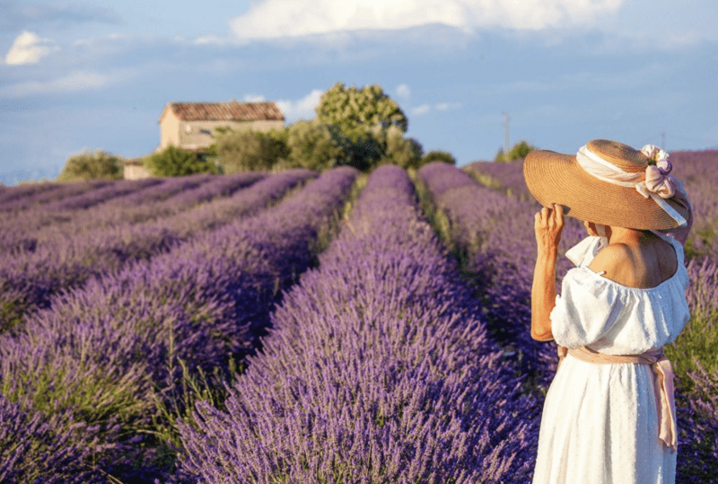 Provence Lavender Tours