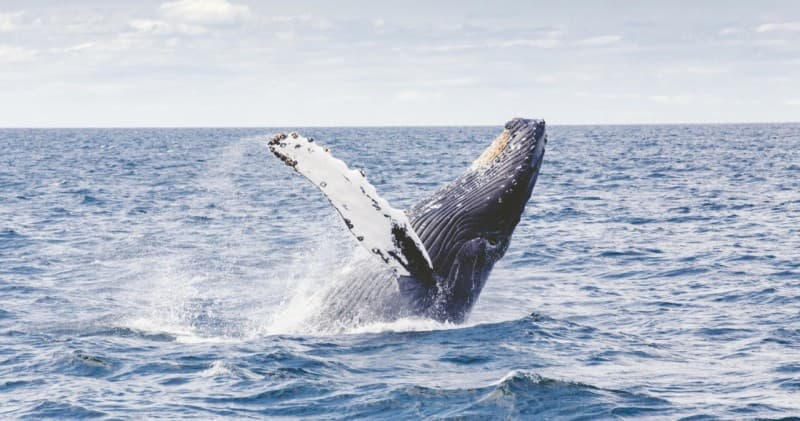 Waikiki Private Whale Watching Cruise