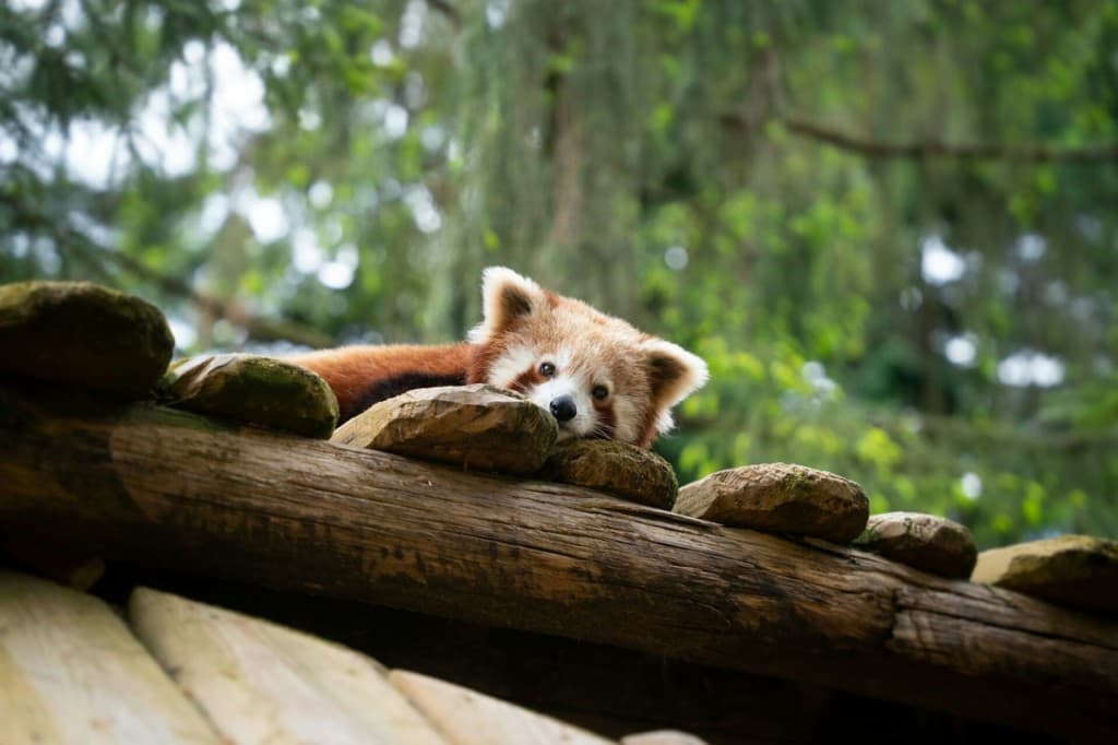 Amnéville Zoo Fast Track Ticket (1 Day Pass)