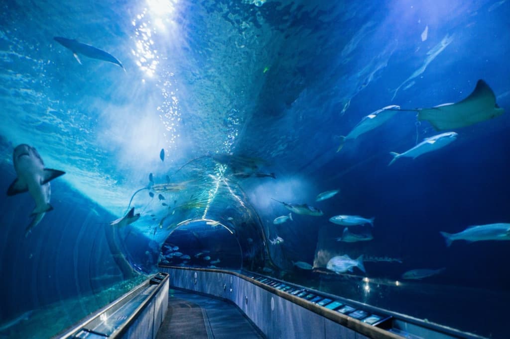 Aquarium of the Bay Ticket (Admission)