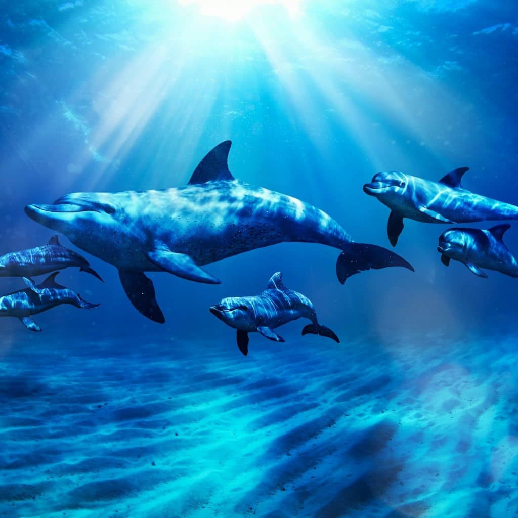 Aquaventure World: Waterpark Day Pass + Dolphin Swim