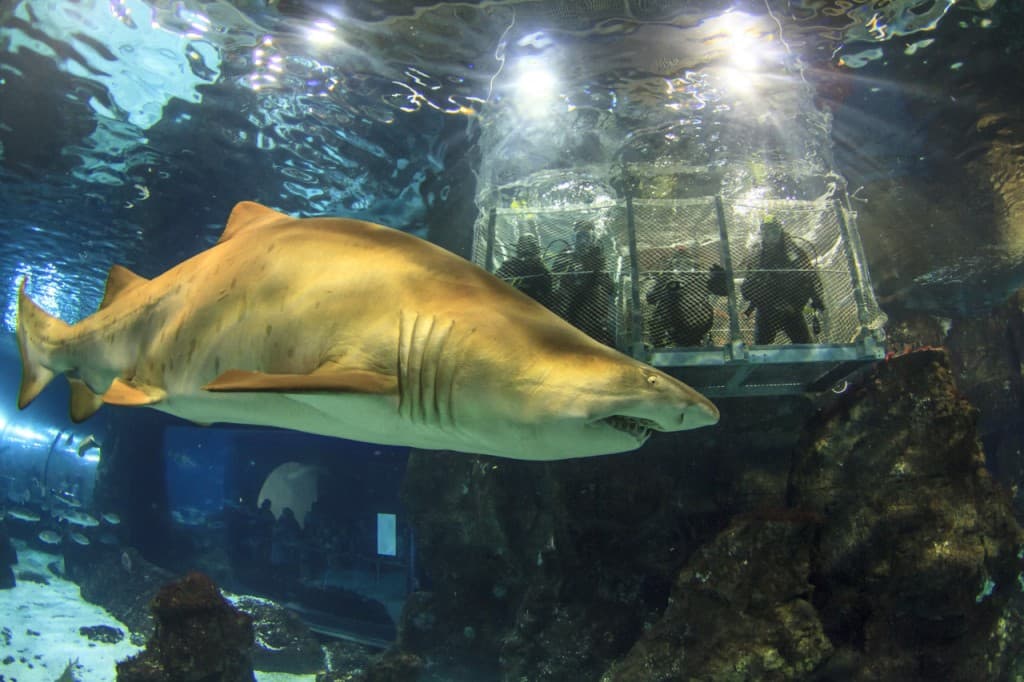 Barcelona Aquarium Ticket (Skip-the-Line Admission)