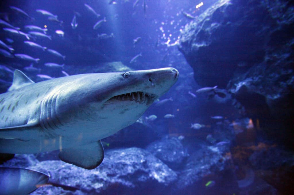 COMBO: Tokyo Skytree + Sumida Aquarium (COMBO: Tokyo Skytree (Tembo Deck and Tembo Galleria) + Sumida Aquarium - Students)