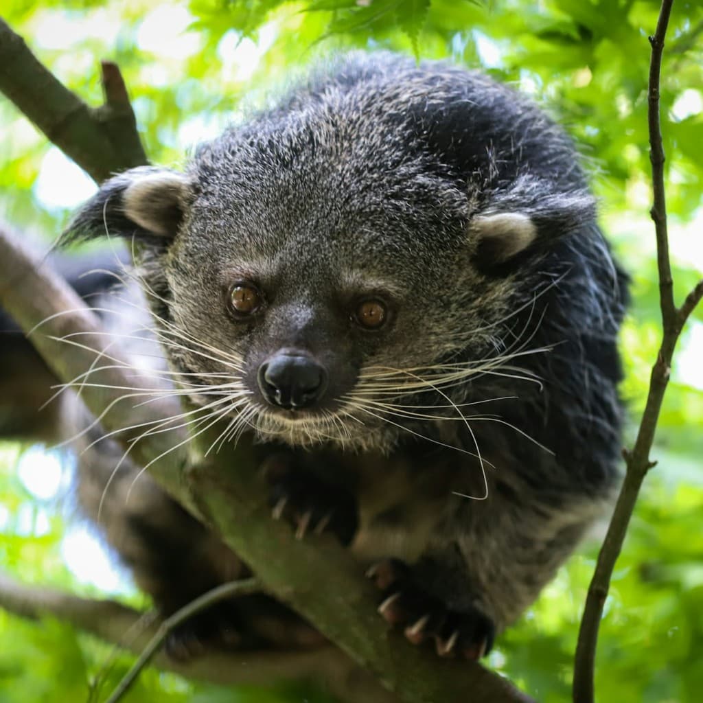 Berlin: Felidae Wildcat and Species Conservation Center Barnim Guided Tour