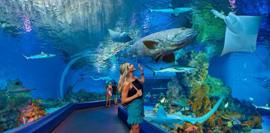 Cairns Aquarium Ticket (Students Concession Admission)
