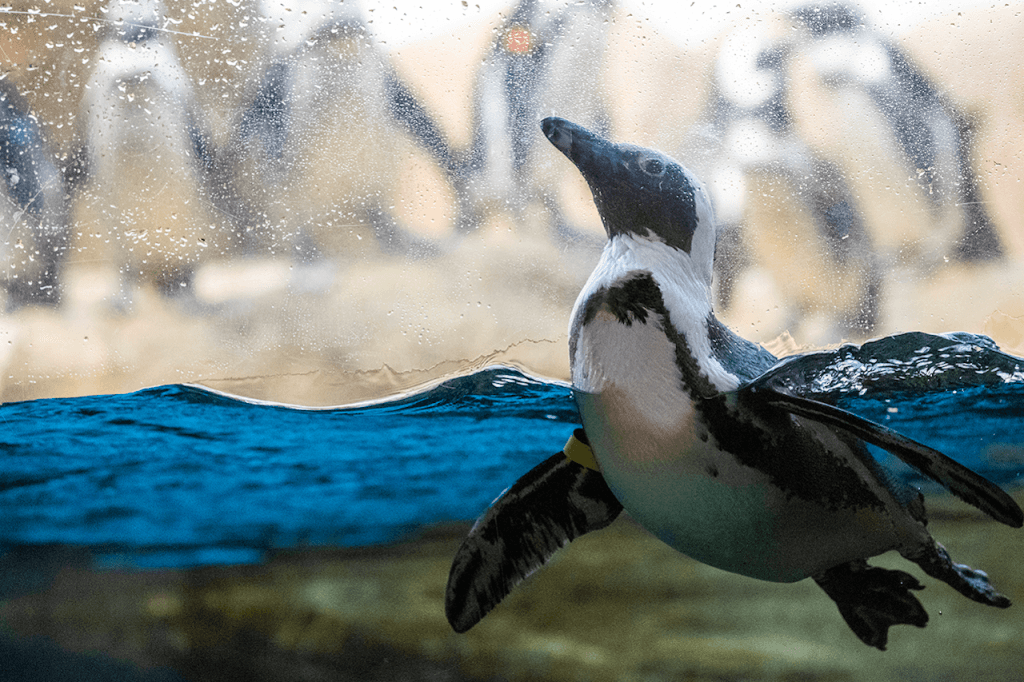 California Academy of Sciences Ticket (Daytime Admission - Youth (13-18 Years))