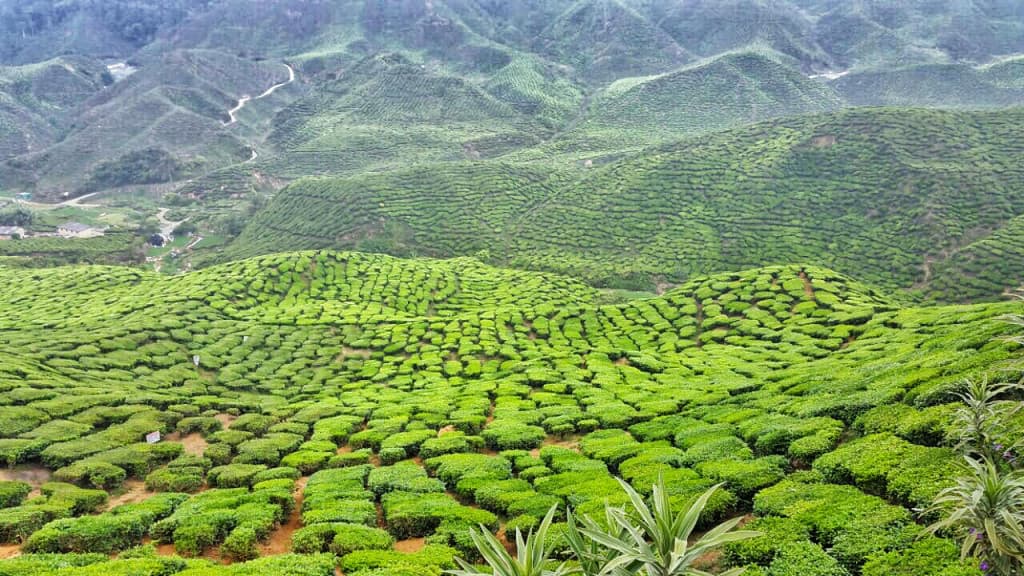 Cameron Highlands Tour from Kuala Lumpur (Cameron Highlands Tour from Kuala Lumpur - Peak)