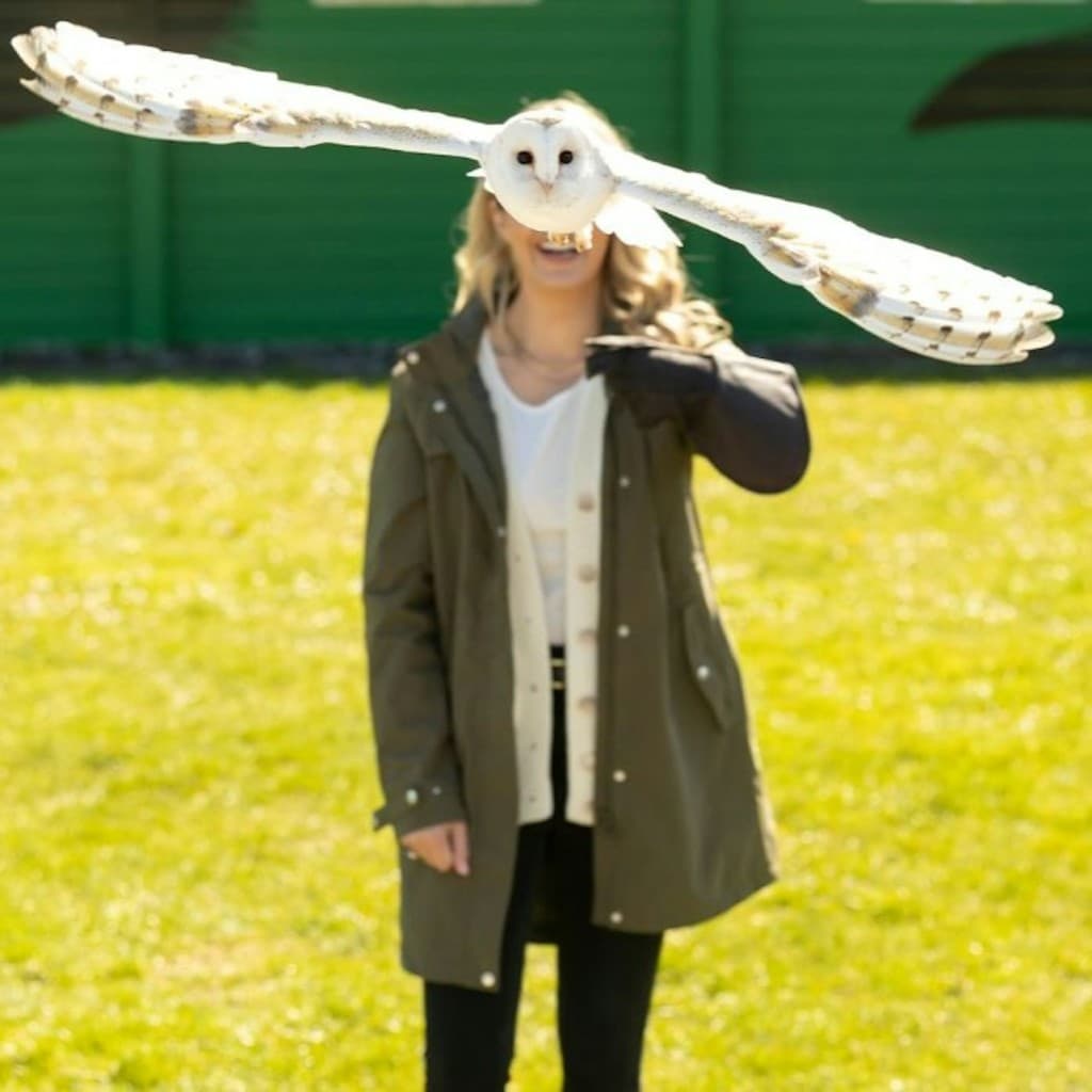 Cliffs of Moher & Aillwee Cave: Day Tour from Dublin + Bird of Prey Experience