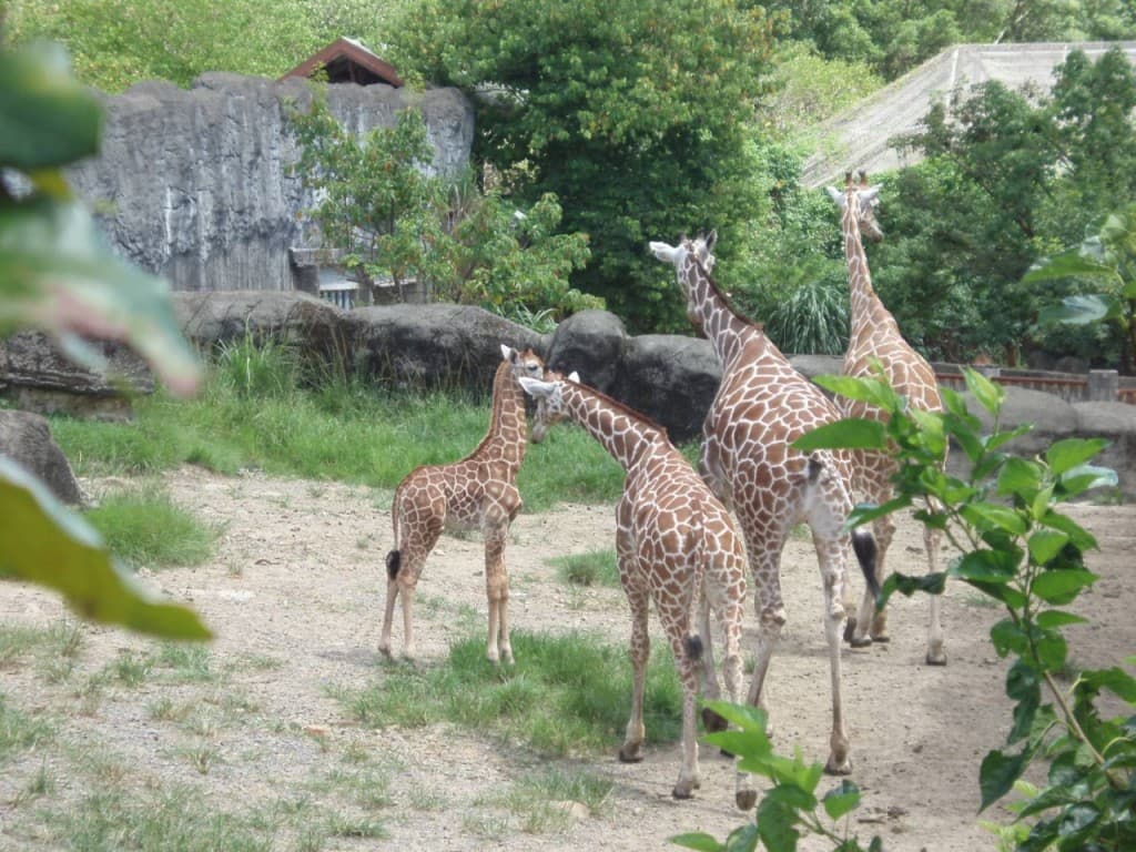 COMBO: Taipei Zoo + Maokong Gondola (COMBO: Taipei Zoo with Shuttle Train + Maokong Gondola Day Pass)
