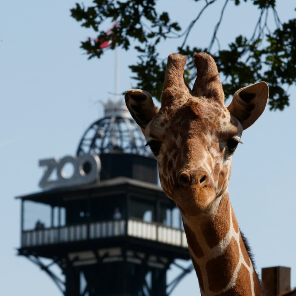 Copenhagen ZOO: Skip The Line Ticket