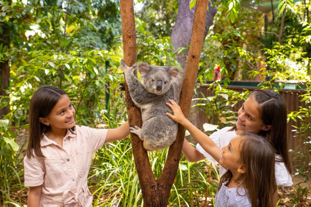 Currumbin Wildlife Sanctuary Ticket (Currumbin Wildlife Sanctuary - Admission)