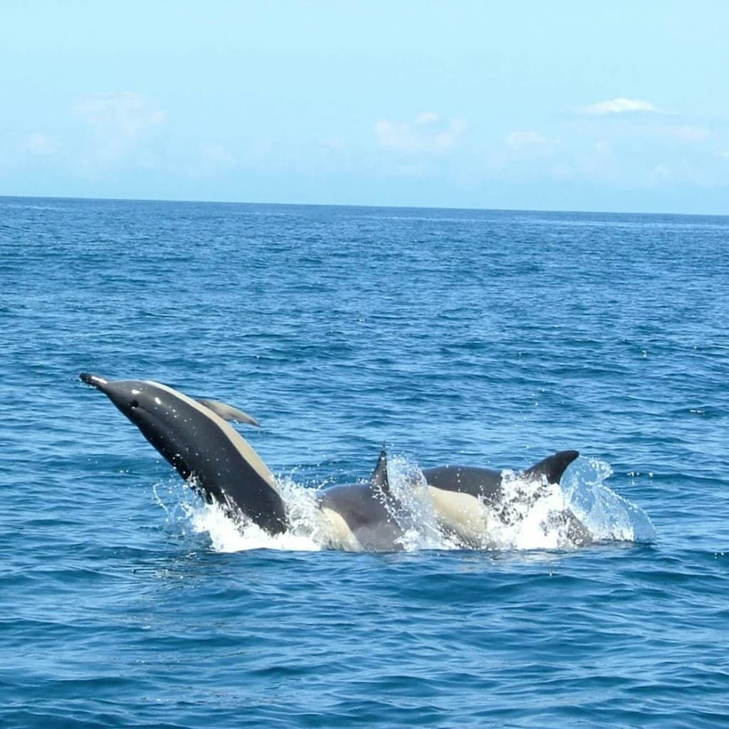 Dolphin Watching Tour from Lisbon
