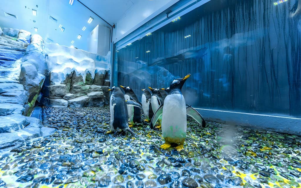 Dubai Aquarium & Underwater Zoo with Penguin Cove Tickets (Combo: Dubai Aquarium + Burj Khalifa At the Top (Level 124 & 125) Entry Tickets)