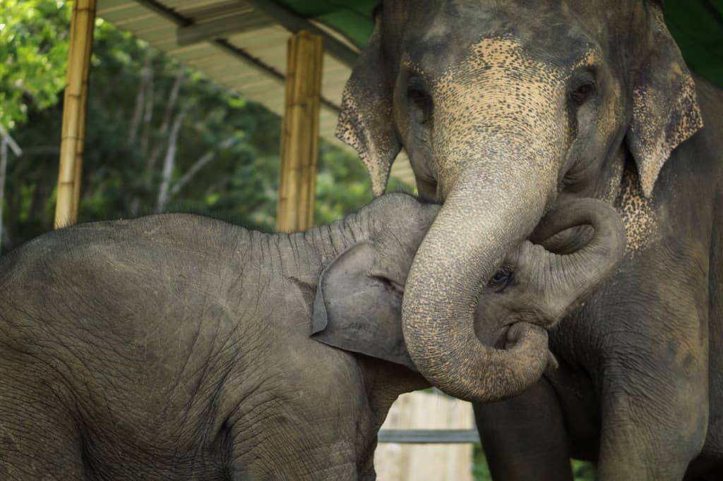 Elephant Jungle Sanctuary Pattaya (Elephant Jungle Sanctuary Pattaya - Half-Day Afternoon Visit with Round Trip Transfer)