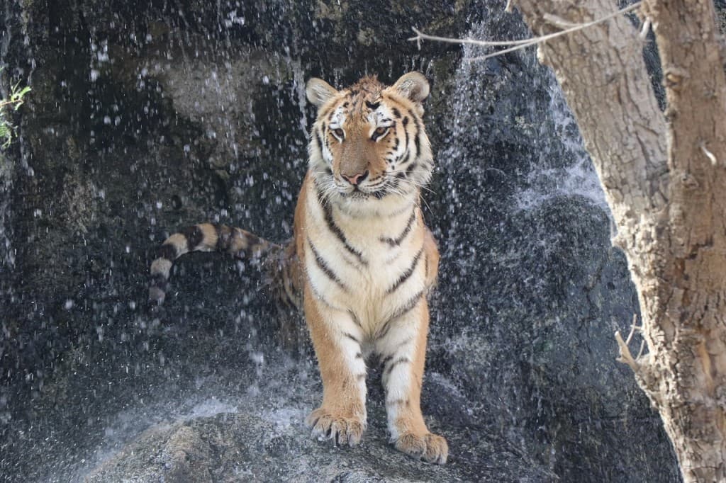 Emirates Park Zoo Ticket (Emirates Park Zoo - Admission)