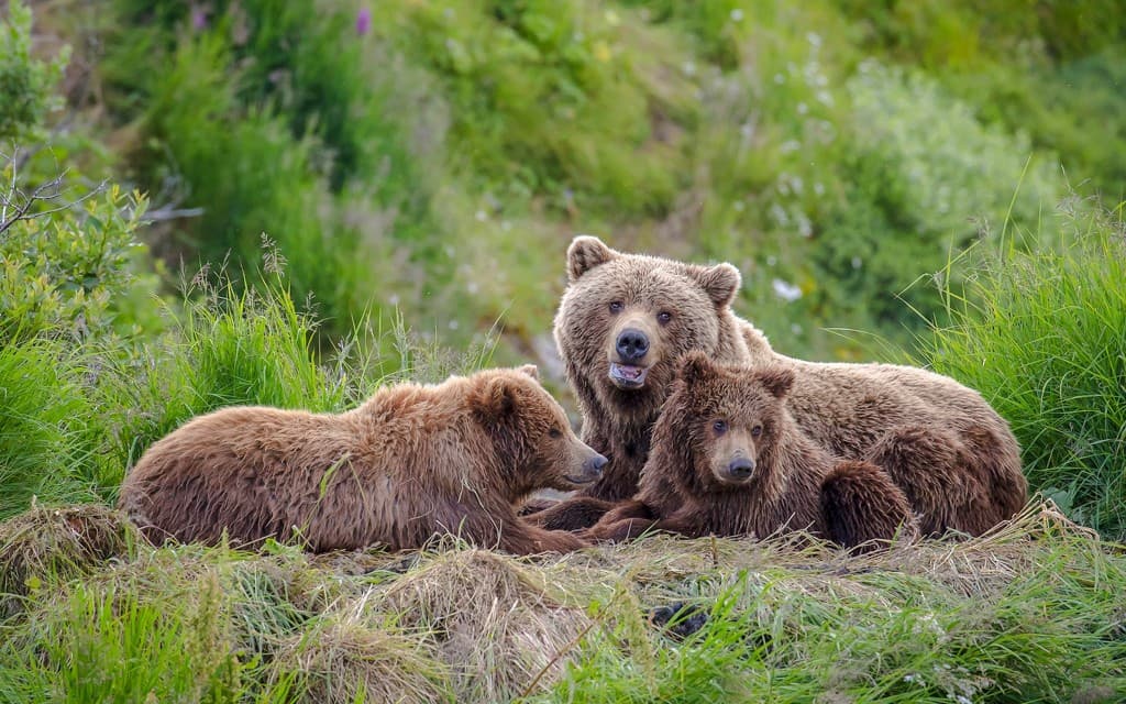 From Bucharest: Bear Sanctuary, Bran Castle & Brasov Day Tour (Bear Sanctuary, Bran Castle & Brasov Day Tour with Entry Tickets)