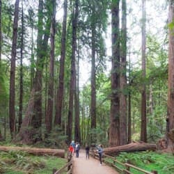 From San Francisco: Half Day Muir Woods Tour, Sausalito Tour and Bay Cruise