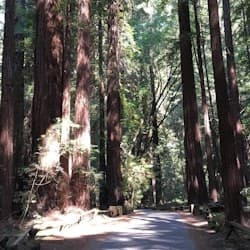 From San Francisco: Half-Day Muir Woods Tour