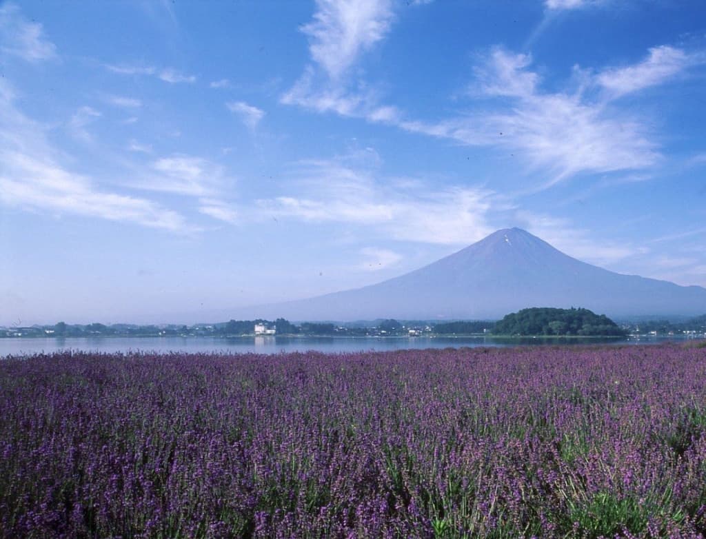 Fuji Hakone Pass (Fuji Hakone Pass - 3 Days Pass)
